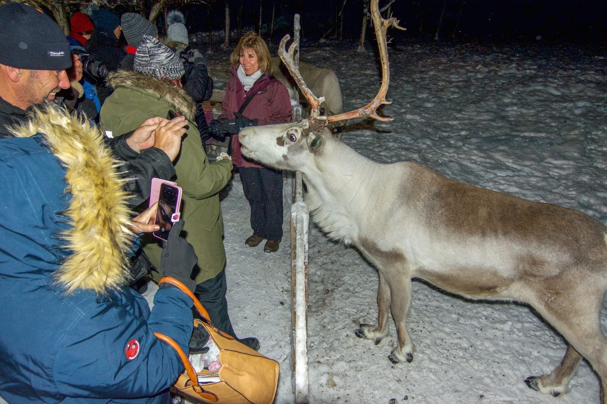 Northern Lights Reindeer Tour 2021